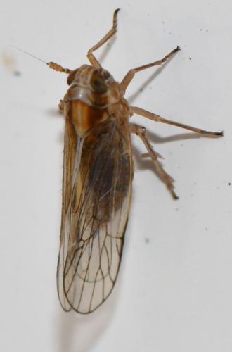 Réf. 344 939 : Javesella pellucida